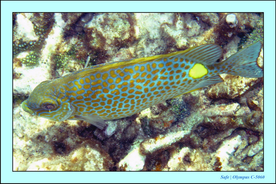 2005 - 08 - Redang  - 109.JPG